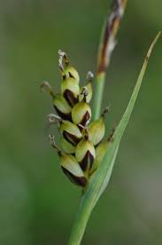 Attēlu rezultāti vaicājumam “Carex panicea”