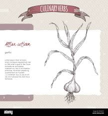 Attēlu rezultāti vaicājumam “Allium sativum”