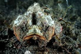 Image result for Myoxocephalus octodecemspinosus