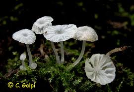 Attēlu rezultāti vaicājumam “Delicatula integrella”