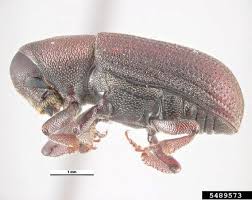 Attēlu rezultāti vaicājumam “Hylastes sp.”