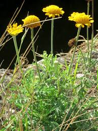 Image result for Färberkamille