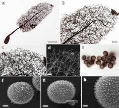 Attēlu rezultāti vaicājumam “Comatricha alta spores”