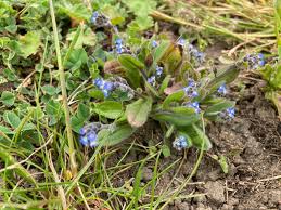 Attēlu rezultāti vaicājumam “Myosotis ramosissima flower”