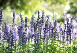 Attēlu rezultāti vaicājumam “Hyssopus officinalis flower”