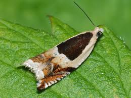 Attēlu rezultāti vaicājumam “Ancylis badiana”