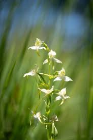 Attēlu rezultāti vaicājumam “Platanthera chlorantha flower”