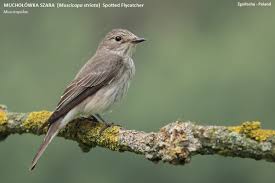 Attēlu rezultāti vaicājumam “Muscicapidae”