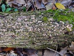 Attēlu rezultāti vaicājumam “Badhamia foliicola”