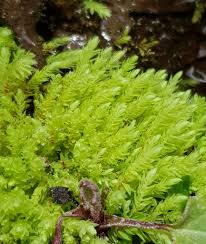 Attēlu rezultāti vaicājumam “Pohlia wahlenbergii var. calcarea”