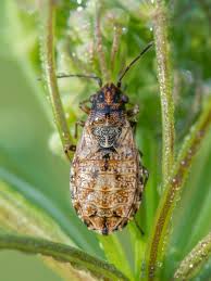 Attēlu rezultāti vaicājumam “Nithecus jacobaeae”