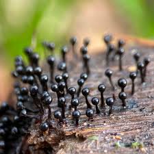 Attēlu rezultāti vaicājumam “Metatrichia floriformis macro”