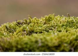 Attēlu rezultāti vaicājumam “Pleurocarpous mosses”