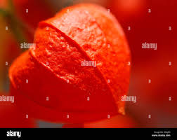 Image result for Lampionblume