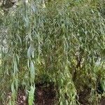 Attēlu rezultāti vaicājumam “Salix x sepulcralis”