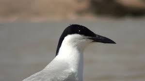 Image result for Gelochelidon nilotica