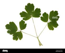 Attēlu rezultāti vaicājumam “Aquilegia vulgaris leaf”