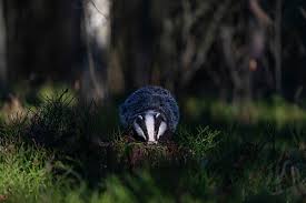 Attēlu rezultāti vaicājumam “Meles meles adult”