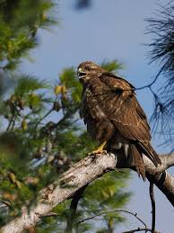 Attēlu rezultāti vaicājumam “Buteo buteo adult”
