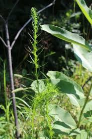 Attēlu rezultāti vaicājumam “Artemisia campestris bud”