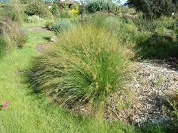 Attēlu rezultāti vaicājumam “Juncus effusus fruit”