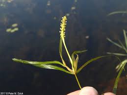 Attēlu rezultāti vaicājumam “Potamogeton compressus”