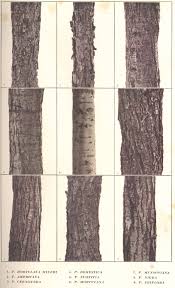 Attēlu rezultāti vaicājumam “Prunus cerasifera var. divaricata bud”