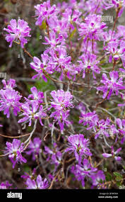 Attēlu rezultāti vaicājumam “Rhododendron canadense flower”