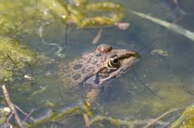 Attēlu rezultāti vaicājumam “Pelophylax”