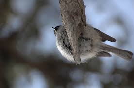 Image result for Poecile montana