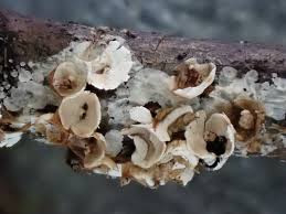 Attēlu rezultāti vaicājumam “Diderma subincarnatum spores”