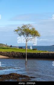 Image result for Dalgety Bay Sailing Club