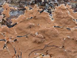 Attēlu rezultāti vaicājumam “Junghuhnia collabens”