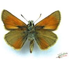 Attēlu rezultāti vaicājumam “Thymelicus sylvestris underside”