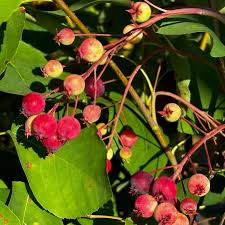 Attēlu rezultāti vaicājumam “Amelanchier canadensis”