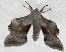 Attēlu rezultāti vaicājumam “Laothoe populi imago”