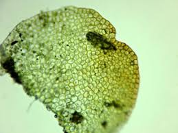 Attēlu rezultāti vaicājumam “Nardia scalaris cells”