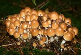 Attēlu rezultāti vaicājumam “Psathyrella sp.”