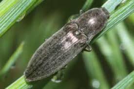 Attēlu rezultāti vaicājumam “Actenicerus sjaelandicus”