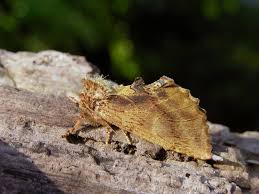 Attēlu rezultāti vaicājumam “Ptilodon capucina”