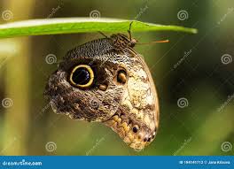 Attēlu rezultāti vaicājumam “Lopinga achine underside”