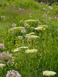 Attēlu rezultāti vaicājumam “Cenolophium denudatum”