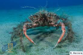 Image result for Maja brachydactyla