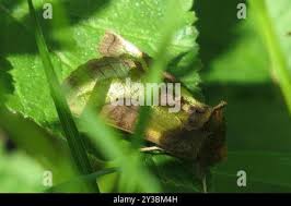 Attēlu rezultāti vaicājumam “Diachrysia tutti”