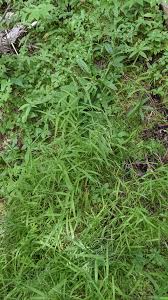 Attēlu rezultāti vaicājumam “Cinna latifolia fruit”