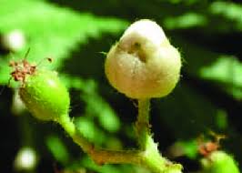 Attēlu rezultāti vaicājumam “Sorbus aucuparia bud”