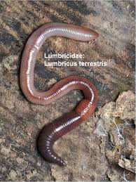 Attēlu rezultāti vaicājumam “Lumbricidae”