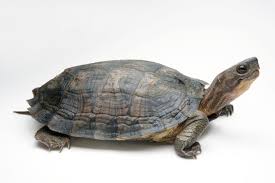 Attēlu rezultāti vaicājumam “Comatricha pulchella stalked”