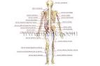 <b>sistema nervioso periférico</b>