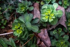 Attēlu rezultāti vaicājumam “Euphorbia helioscopia leaf”